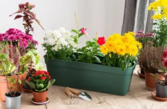 What Are the Best Plants to Enhance Your Outdoor Décor?