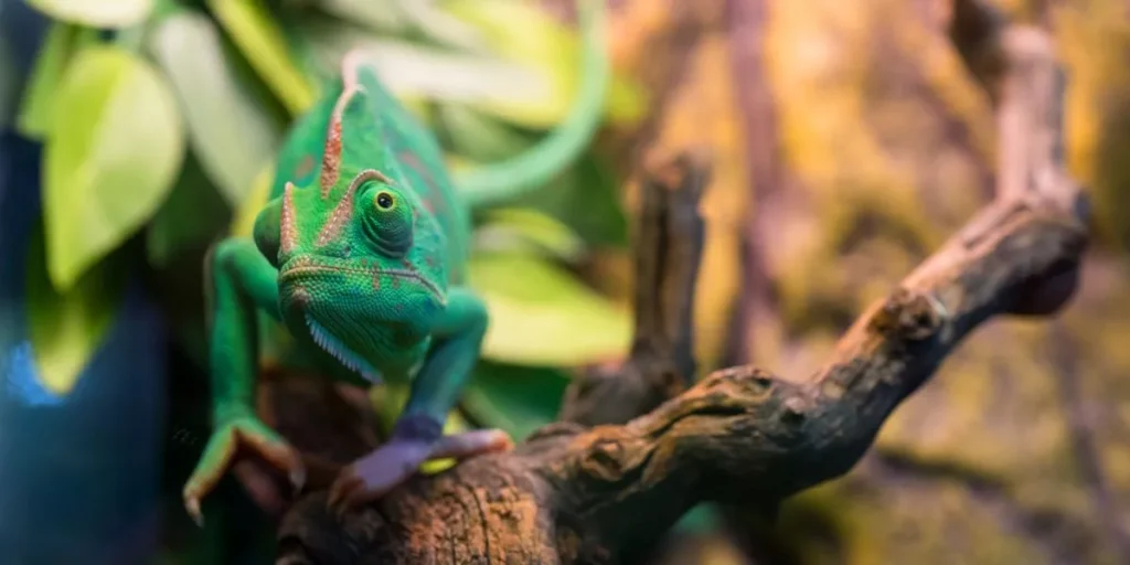 Why Is It Important to Mimic Natural Habitats for Exotic Pets? Why Is It Important to Mimic Natural Habitats for Exotic Pets?