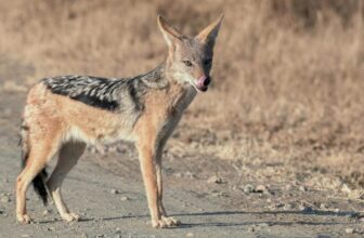How Do You Read Animal Tracks for Survival?