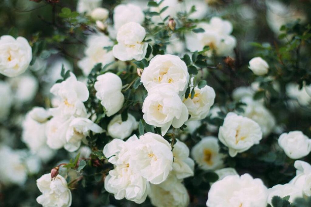 Choosing Perennials for Year-Round Gardening Choosing Perennials for Year-Round Gardening